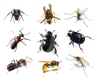 Pest Control - Sugarland Exterminating